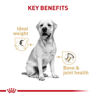Royal Canin Breed Health Nutrition Labrador Retriever Adult Loaf in Sauce  Canned Wet Dog Food | Shop myVCA