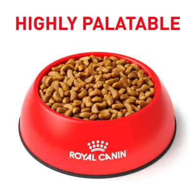  CANIN RENAL SUPPORT 流動食 6本入り Royal Canin Veterinary Diet Adult Renal Support S Dry Dog Food