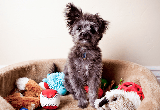 Are You Ready for Puppyhood?