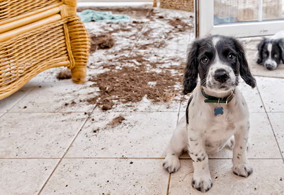 Puppy-proofing 101