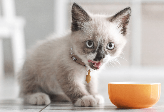 How to choose the right food for your kitten