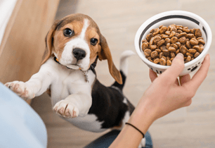 choosing puppy food