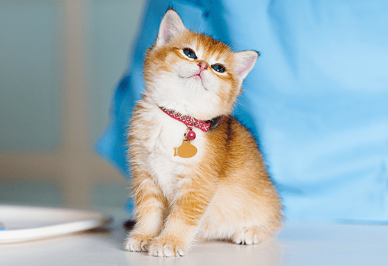 Veterinary care: What's next