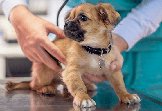 Veterinary care: What’s next