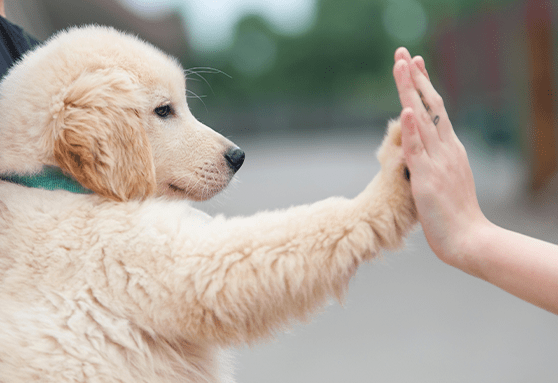 When should you start puppy classes? 
