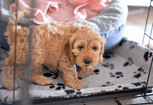 puppy crate training