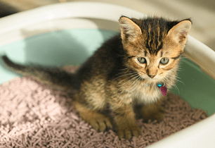 kitten litter training