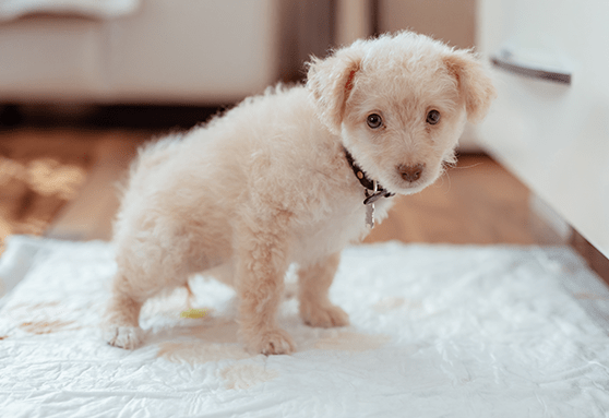 Tips and tricks for successful potty training