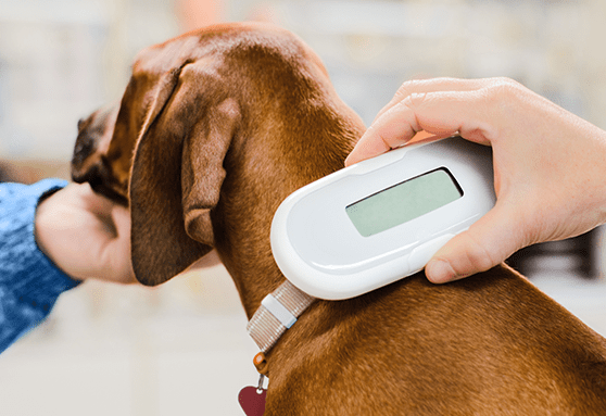 Should my puppy get a microchip?
