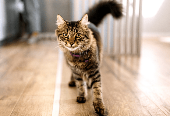 Troubleshooting behavioral causes of inappropriate urination