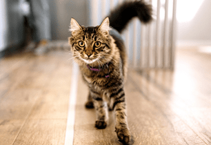 troubleshooting kitten behavioral causes