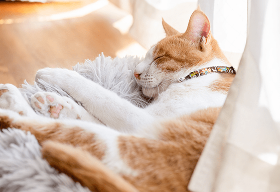 Creating a calm, safe place for your kitten