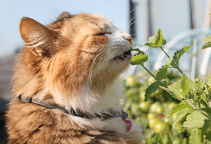 kitten grow catnip