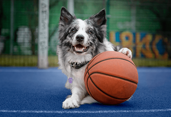 Teach your puppy a new trick!