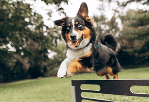 puppy fun classes