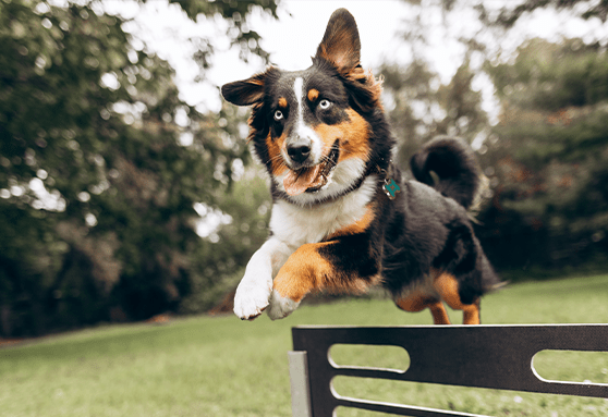 Fun classes to do with your puppy