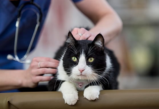 Drugs and bugs: are preventives safe for young cats?