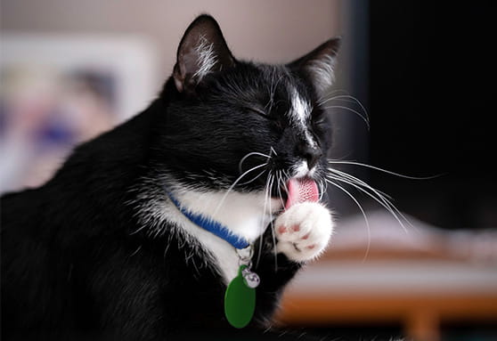 Self-inflicted bald spots on young cats