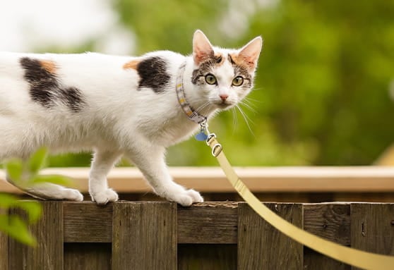 Bobcat fever: it’s not just for the wild cats