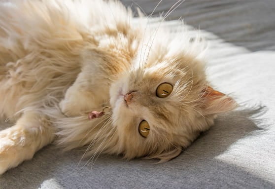 Removing mats from long-haired cats