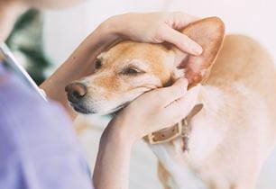 puppy ear scratching