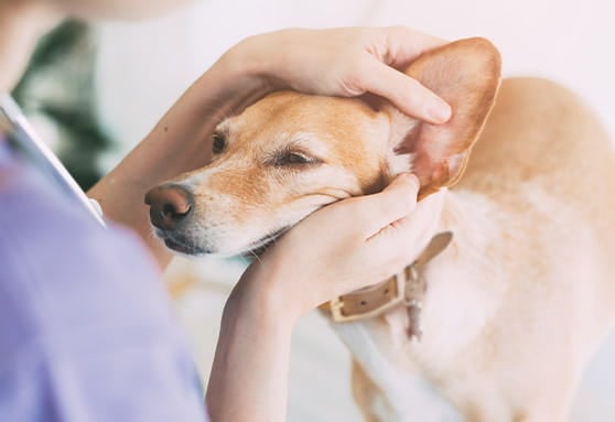 What could cause your young dog to have itchy ears