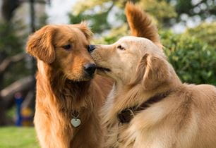 puppy humping