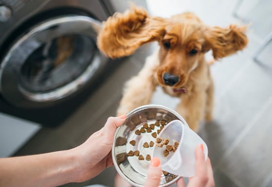 Is your young dog aggressive around food?