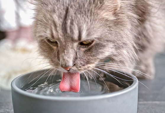 How to improve water intake for your dehydrated young cat
