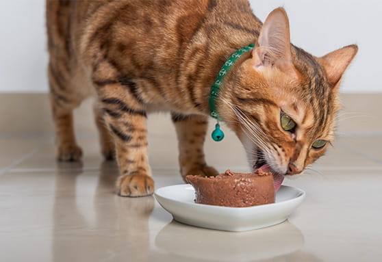 What types of diets are suitable for young cats?