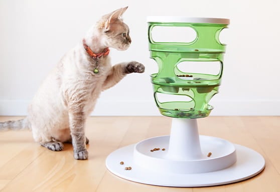 Using food to increase your young cat’s activity level