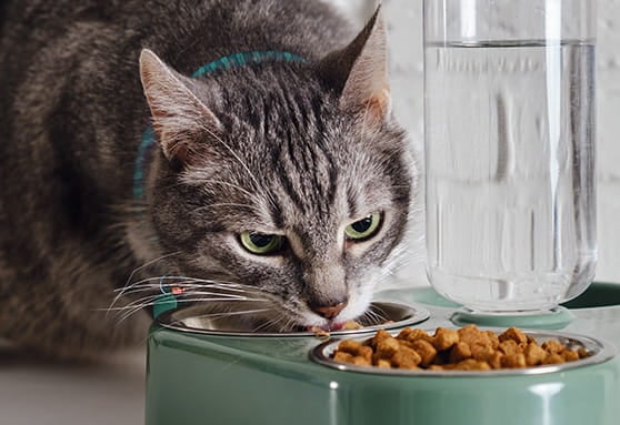 Canned vs. kibble diets: pros and cons