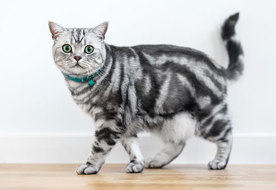 Ever heard of a primordial pouch?