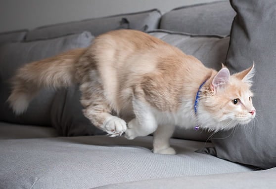 Cat zoomies