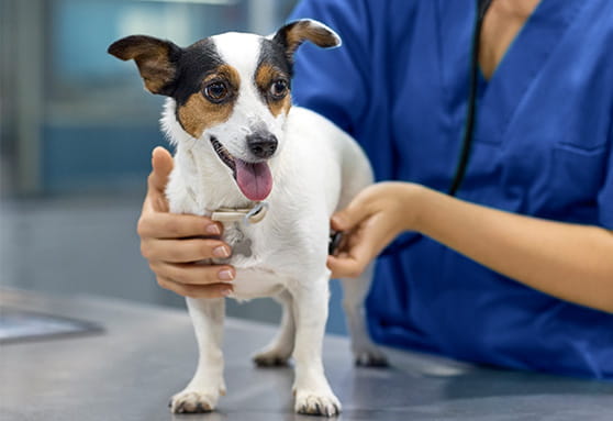 small dog on exam table with VCA associate