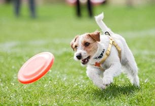 puppy exercise routine