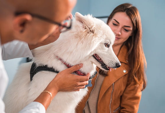 Dog paw injuries and how to help