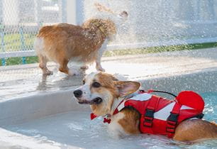 puppy swimming