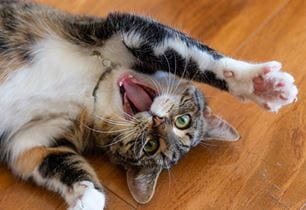 kitten oral health