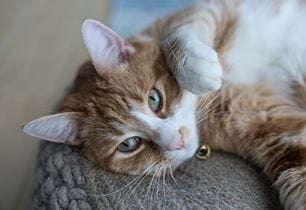kitten dental pain