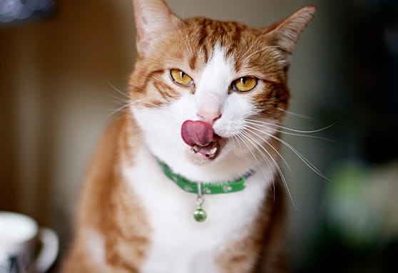 Canker sores in young cats: causes and treatment