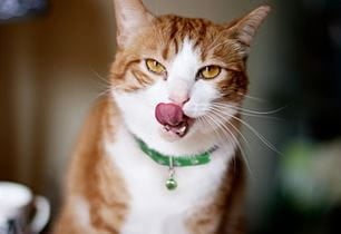 kitten canker sores