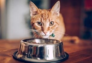 kitten taste buds