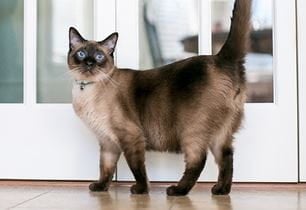 kitten tail meanings