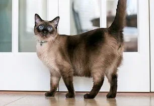 kitten tail meanings