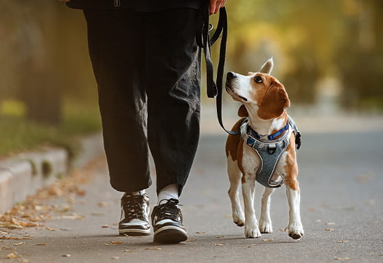 Dog-walking and leash training tips