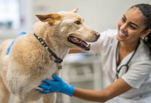 puppy vaccines