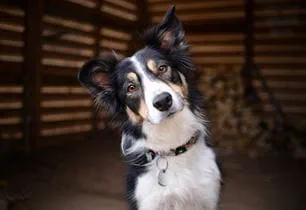 puppy body language
