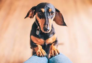 puppy body language refresher