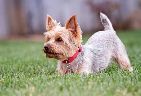 How young dogs communicate with their tails